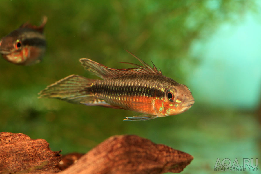 Apistogramma elizeberthae