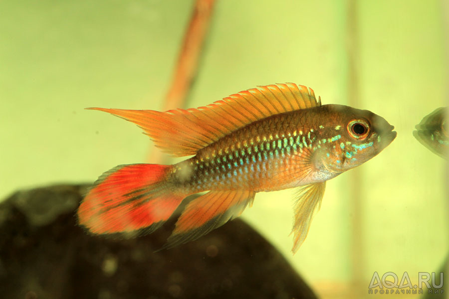 Apistogramma agassizii Double Red