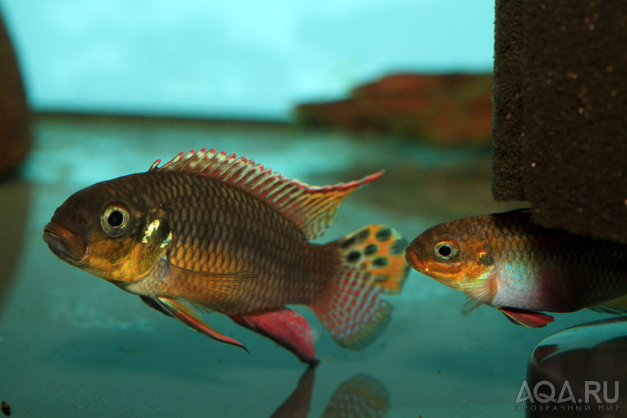 Pelvicachromis taeniatus Moliwe