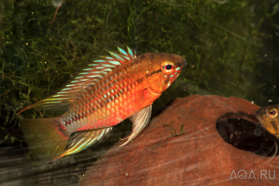 Apistogramma hongsloi II