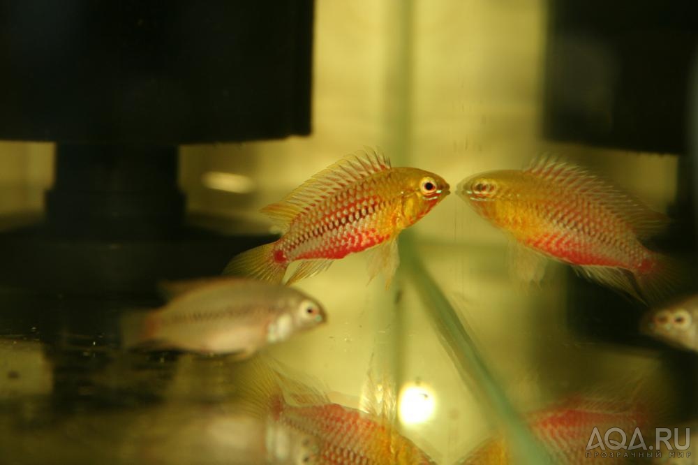 Apistogramma hongsloi II