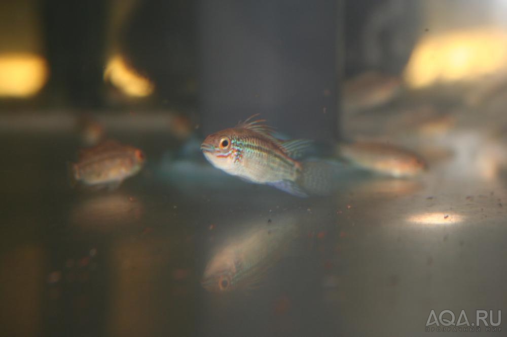 Apistogramma eremnopyge