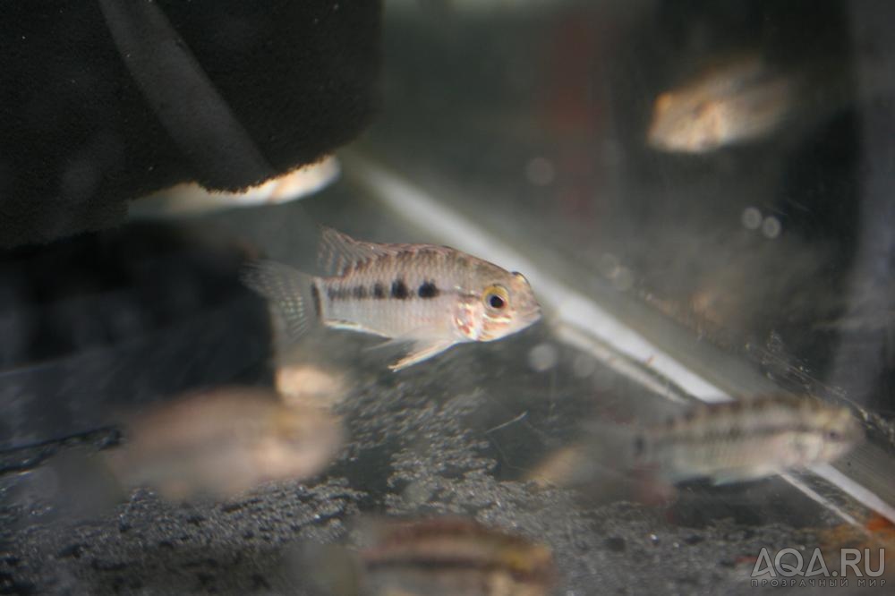 Apistogramma paulmuelleri