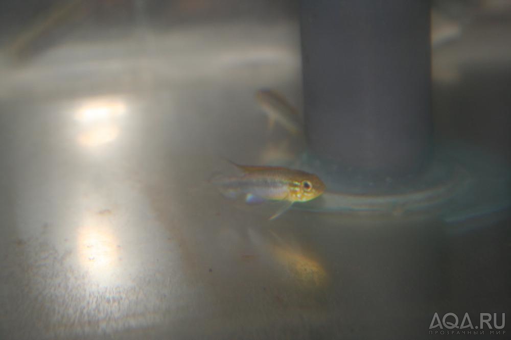 Apistogramma agassizii Rio-Nanay