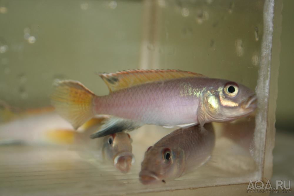 NANNOCHROMIS