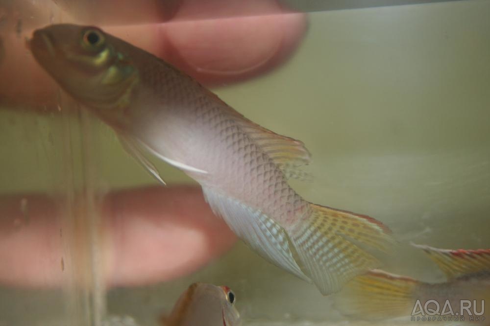 NANNOCHROMIS