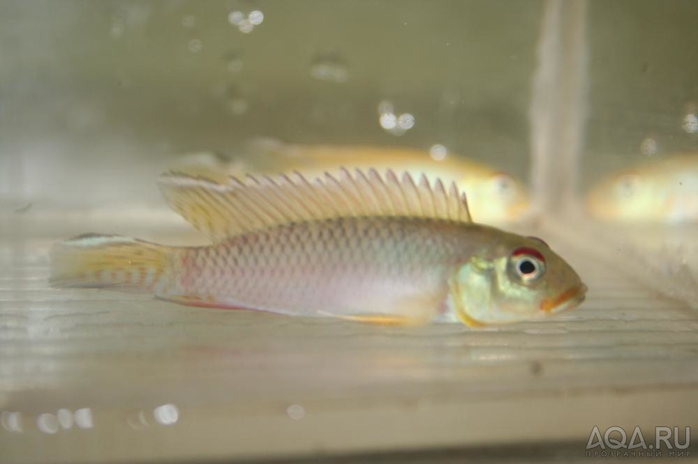 NANNOCHROMIS