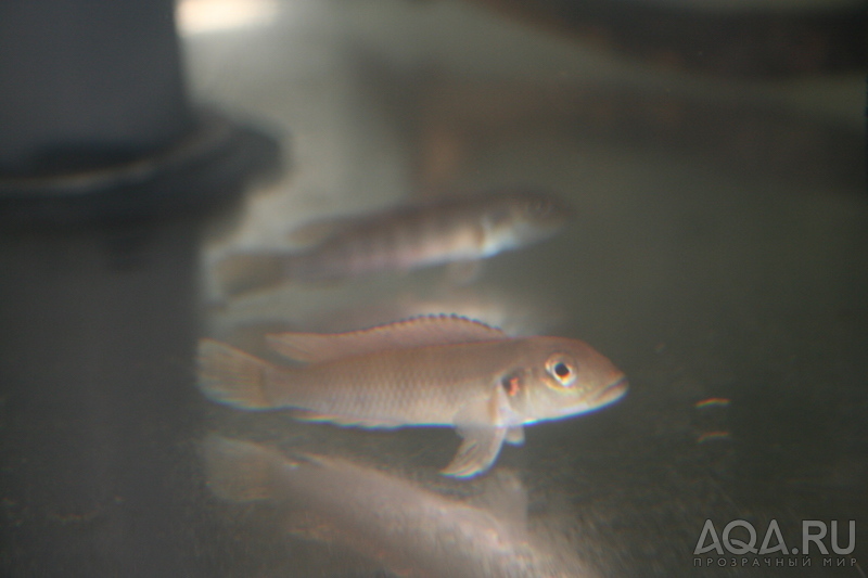 Lamprologus cf. mocquardi