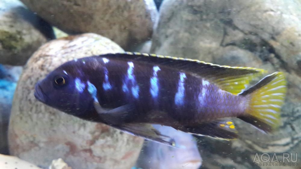 Elongatus Chewere 2