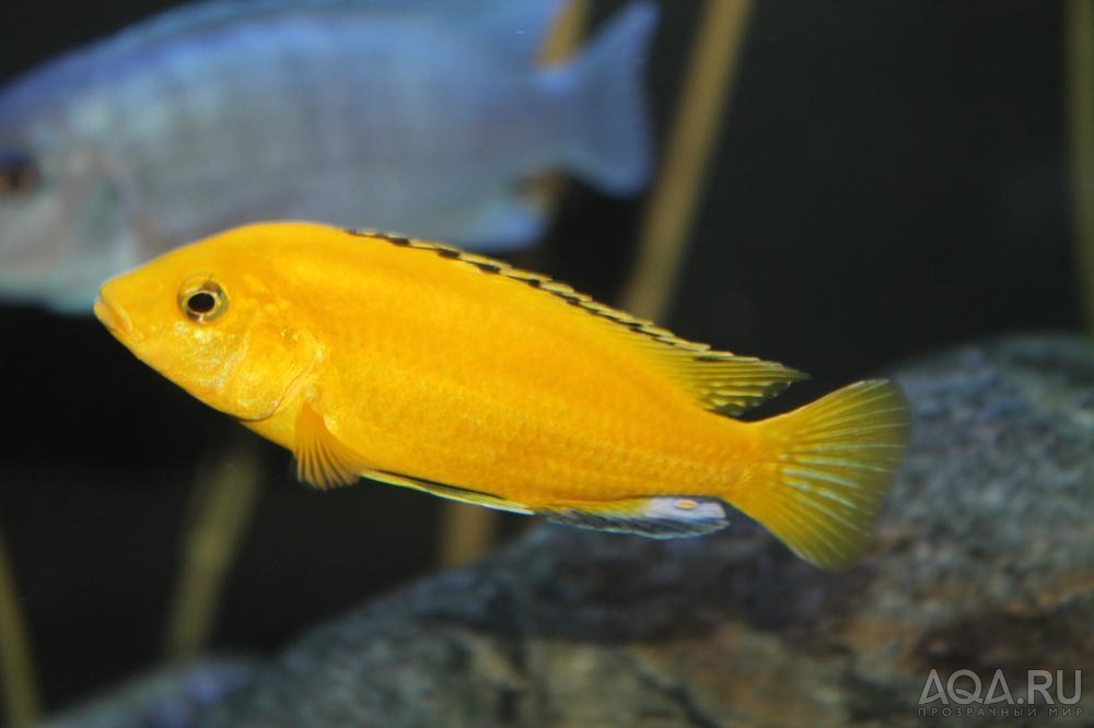 Labidochromis caeruleus «Yellow»