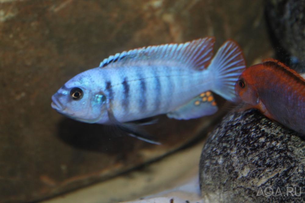 Metriaclima «Zebra Emmiltos»VS Iodotropheus sprengerae