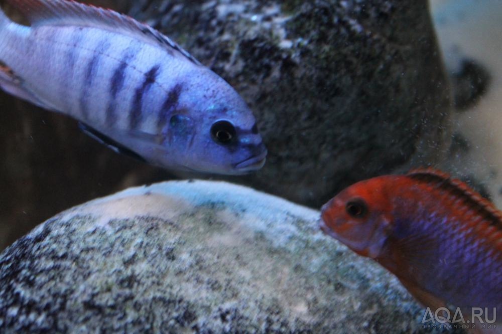 Metriaclima «Zebra Emmiltos»VS Iodotropheus sprengerae