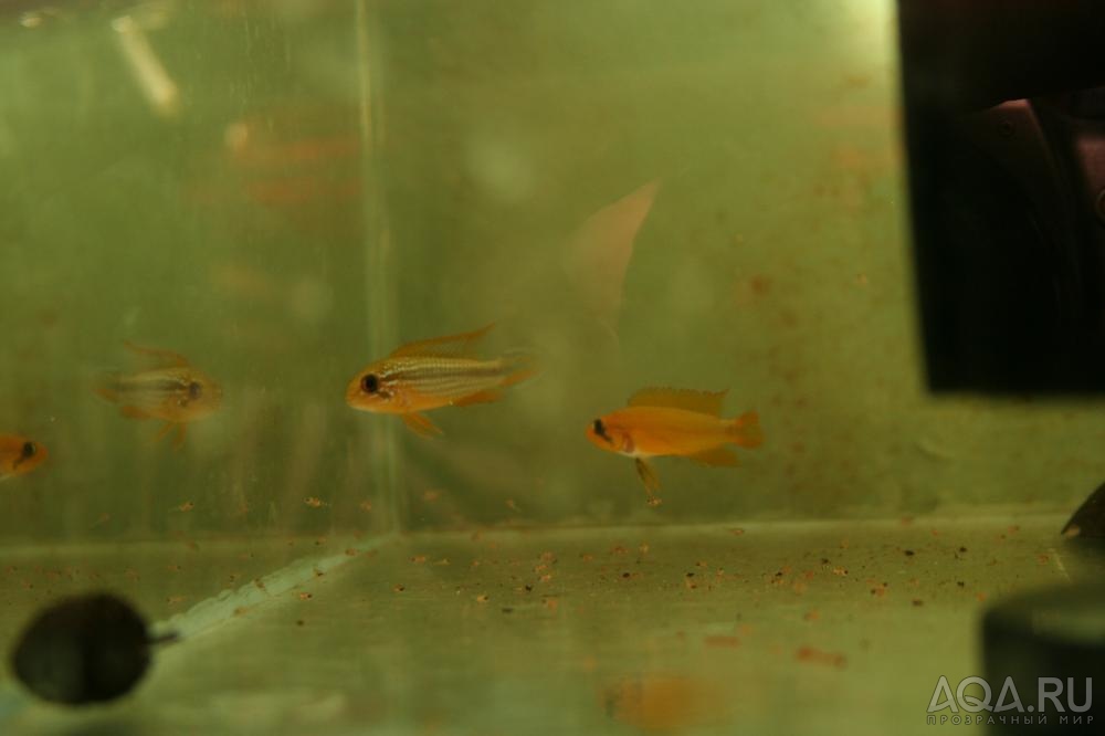 Apistogramma cf. agassizii Tefe