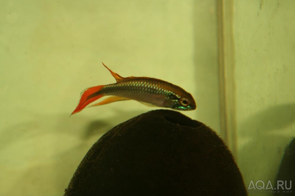 Apistogramma agassizii Double Red