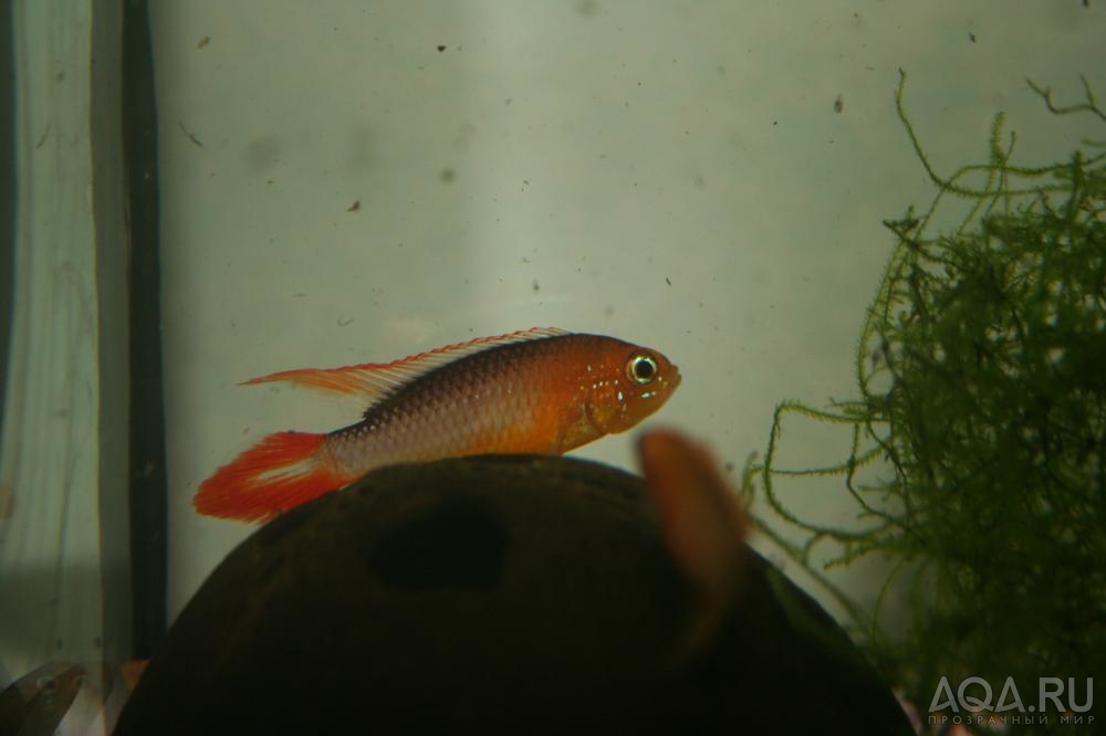 Apistogramma agassizii Fire Red