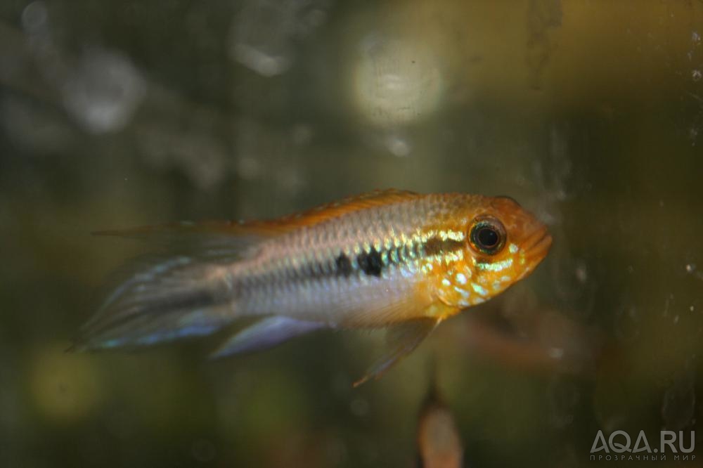 Apistogramma agassizii FLAMENGO