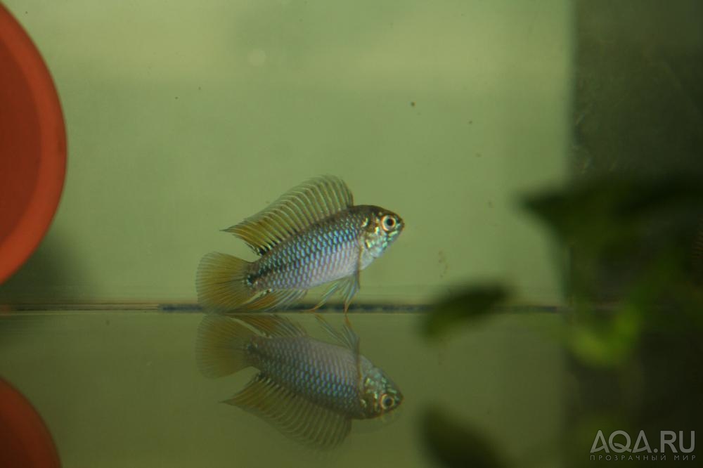 Apistogramma borellii 