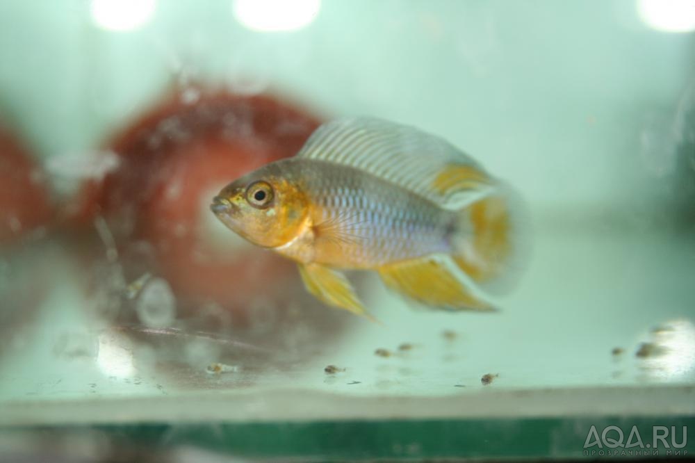 Apistogramma borellii