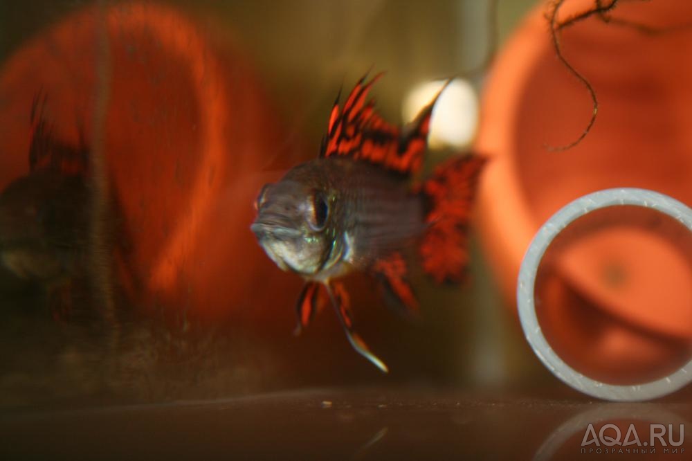 Apistogramma cacatuoides 5-fach Red