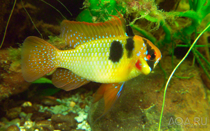 Mikrogeophagus ramirezi, male