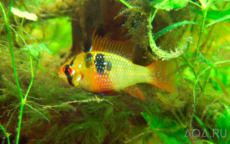 Mikrogeophagus ramirezi, female