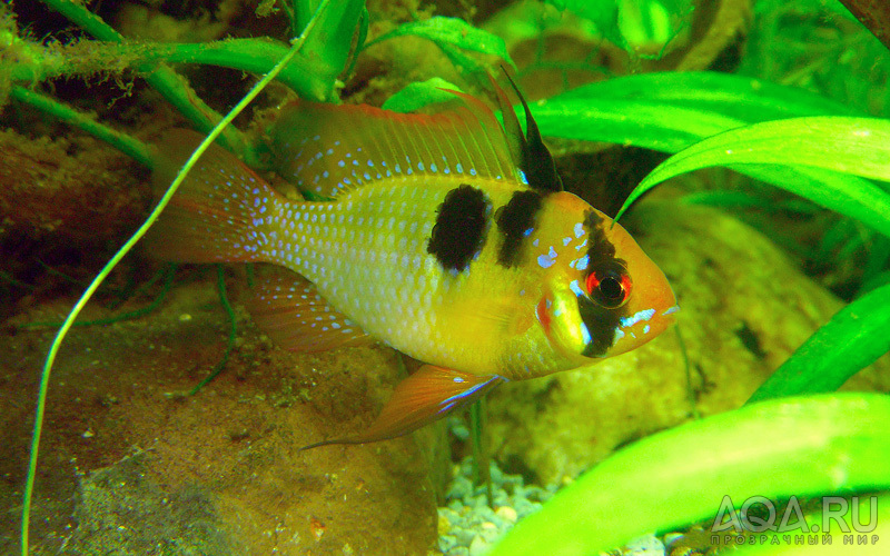 Mikrogeophagus ramirezi, male