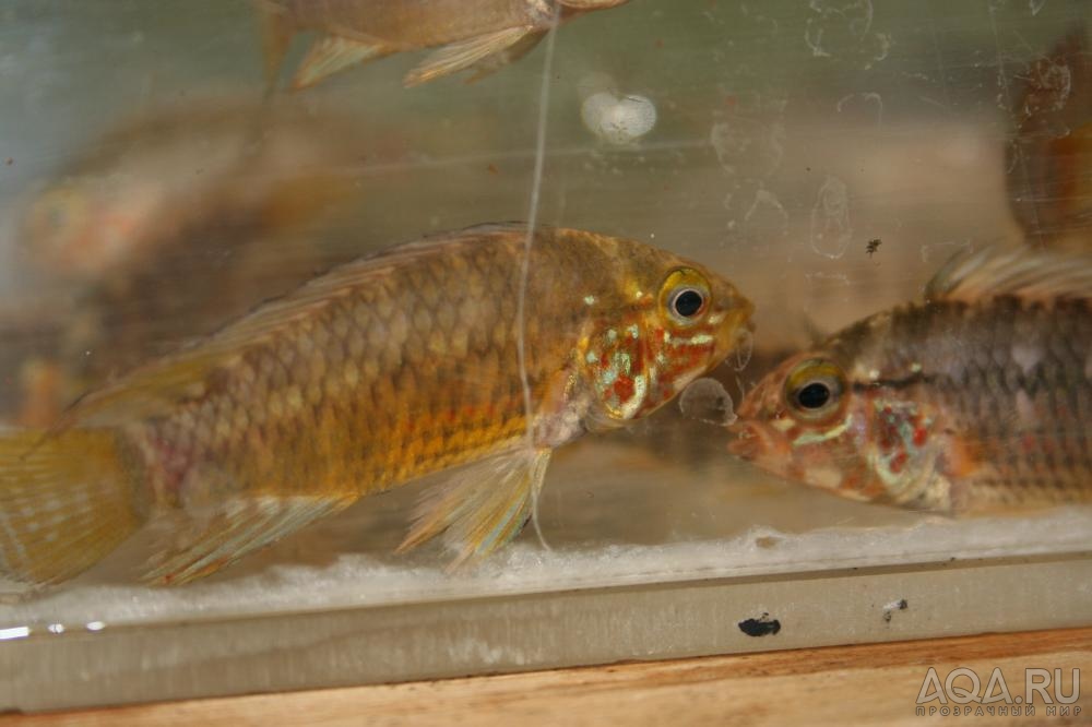 Apistogramma paulmuelleri