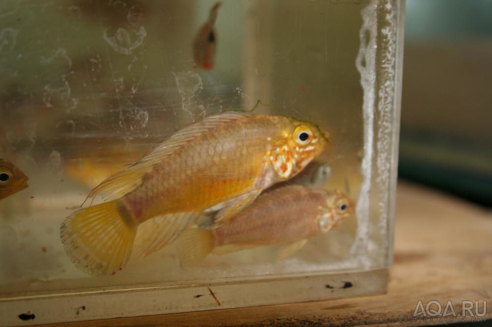 Apistogramma paulmuelleri