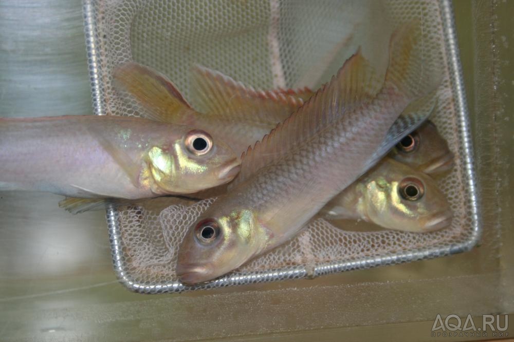 Nanochromis consortus