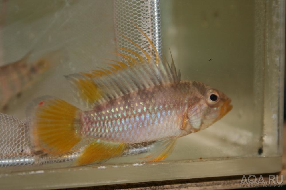 Apistogramma baenschi (sp.Inka)