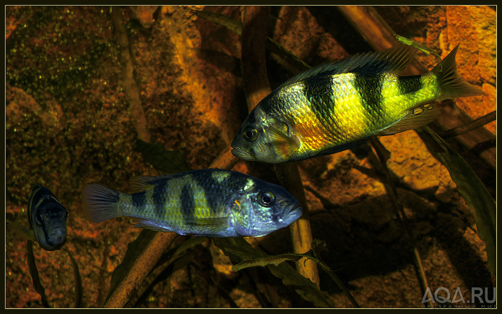 Хаплохромис Обликвиденс (Astatotilapia latifasciata) 