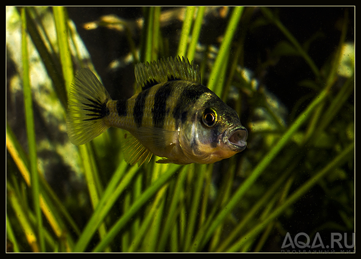 Хаплохромис Обликвиденс (Astatotilapia latifasciata) 