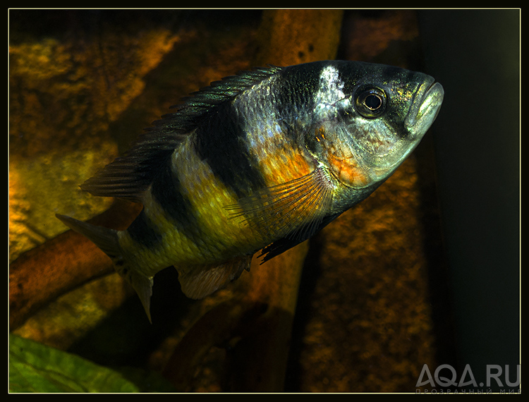 Хаплохромис Обликвиденс (Astatotilapia latifasciata) 