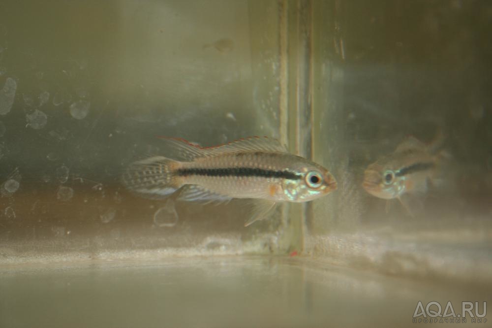 Apistogramma agassizii Alenquer