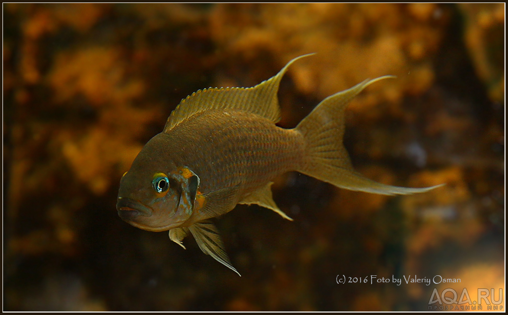 Принцесса Бурунди Neolamprologus brichardi