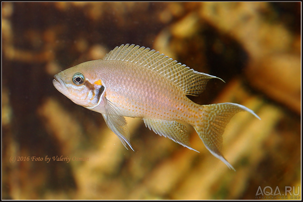 Принцесса Бурунди Neolamprologus brichardi