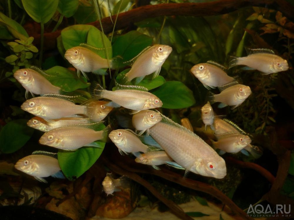 Пельвикахромис пульхер альбинос (Pelvicachromis pulcher albino), 4,1мес.