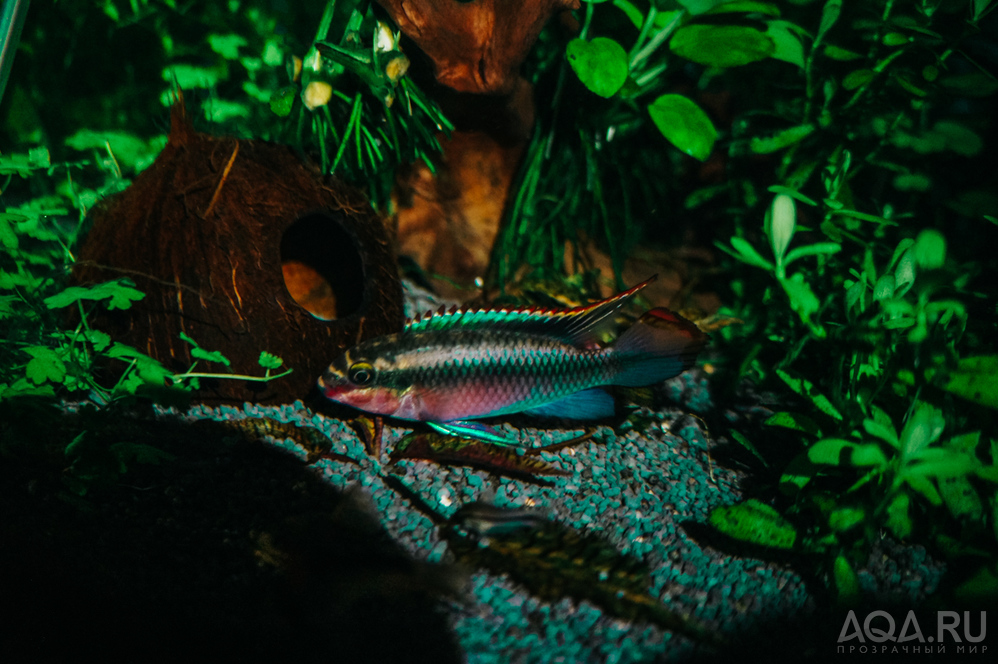 Pelvicachromis pulcher red