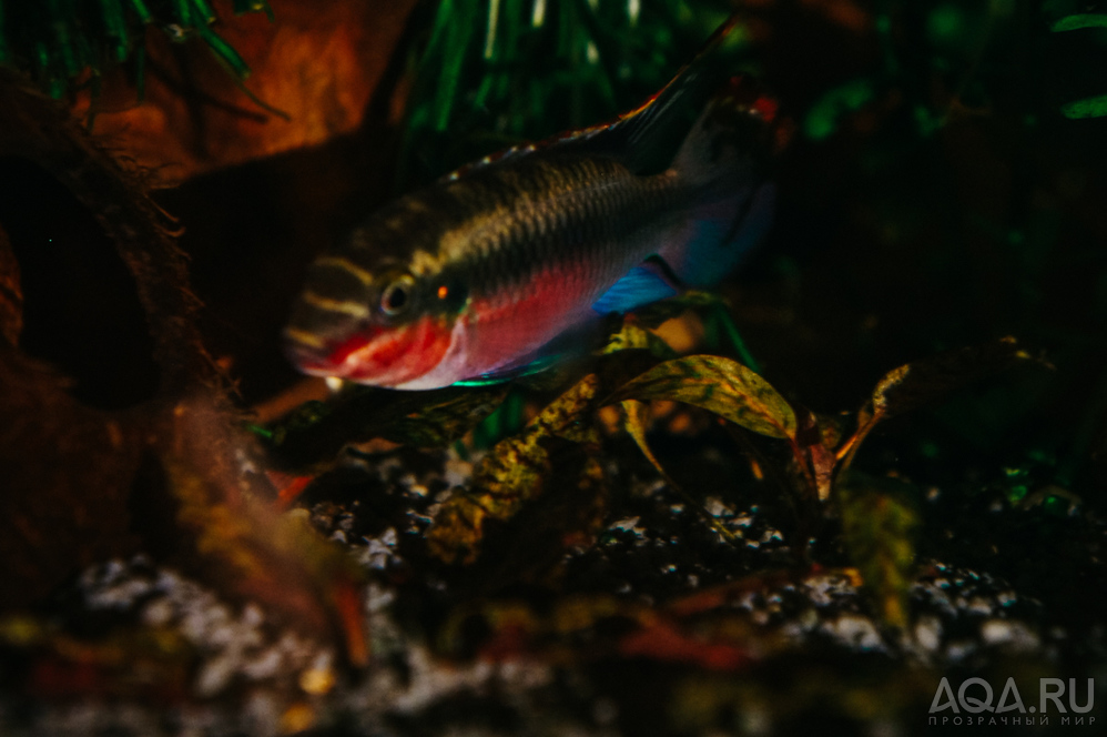 Pelvicachromis pulcher red