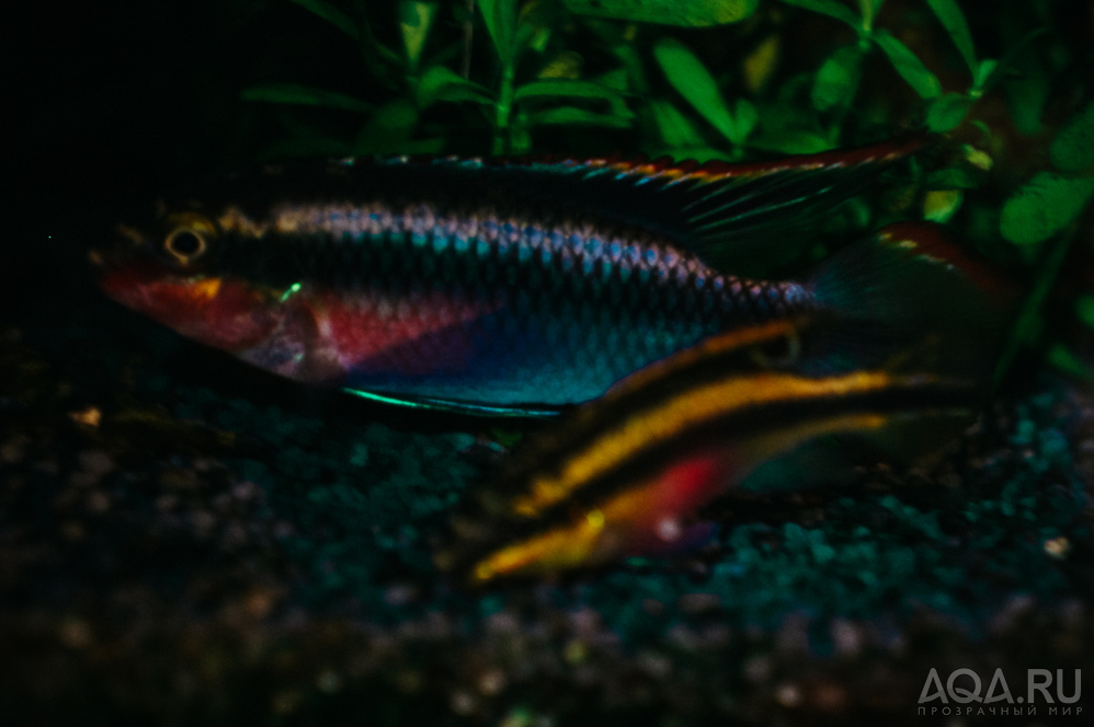 Pelvicachromis pulcher red