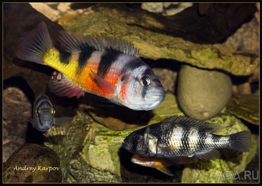 Astatotilapia Latifasciata оз. Виктория