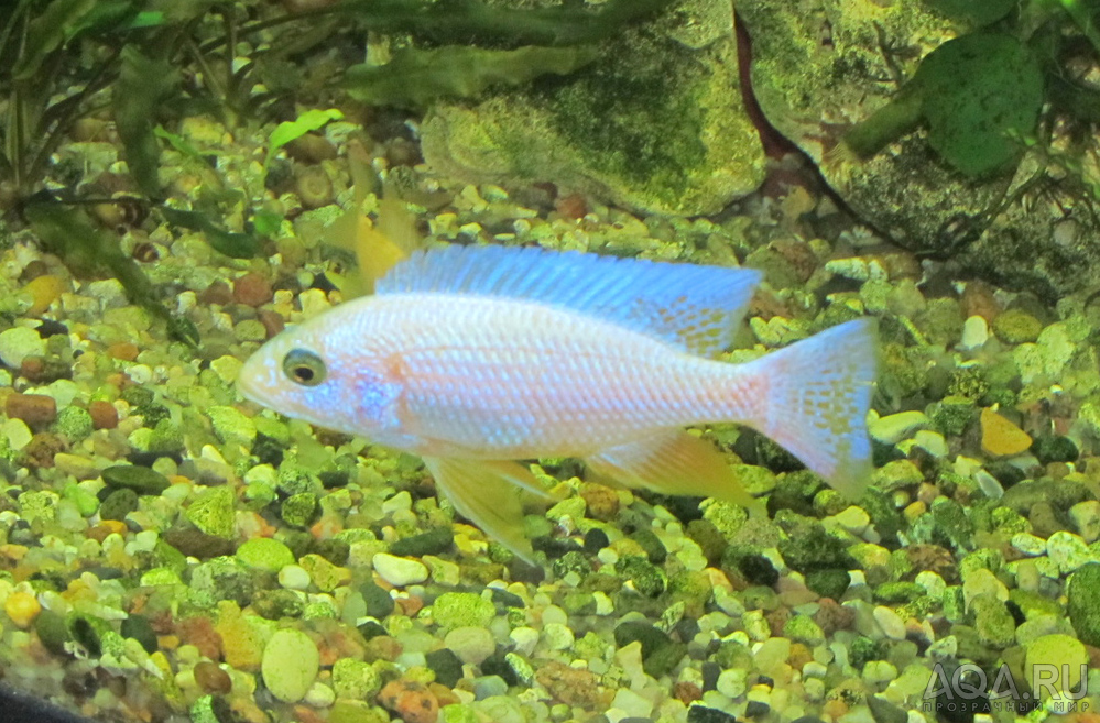 Sciaenochromis fryery all white