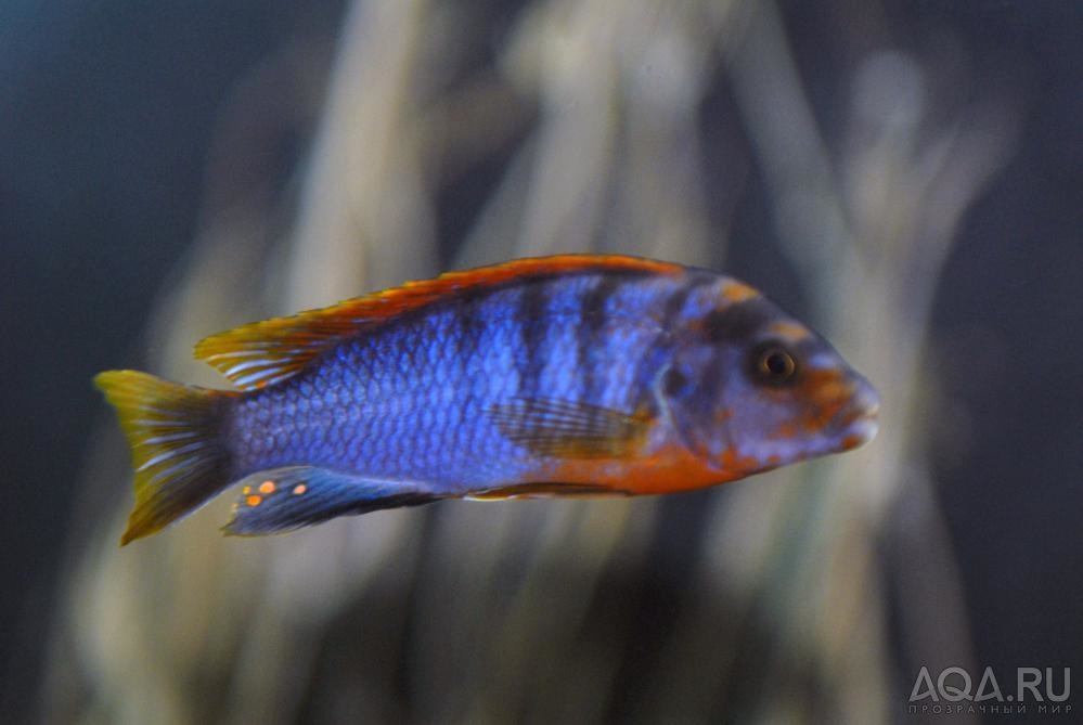 labidochromis kimpuma