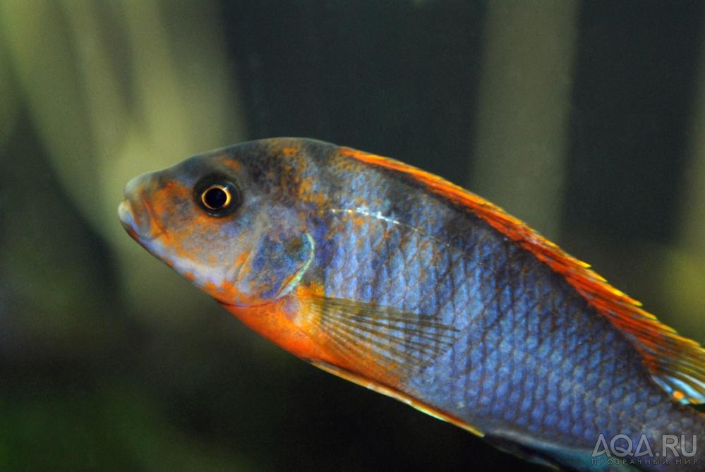 labidochromis kimpuma