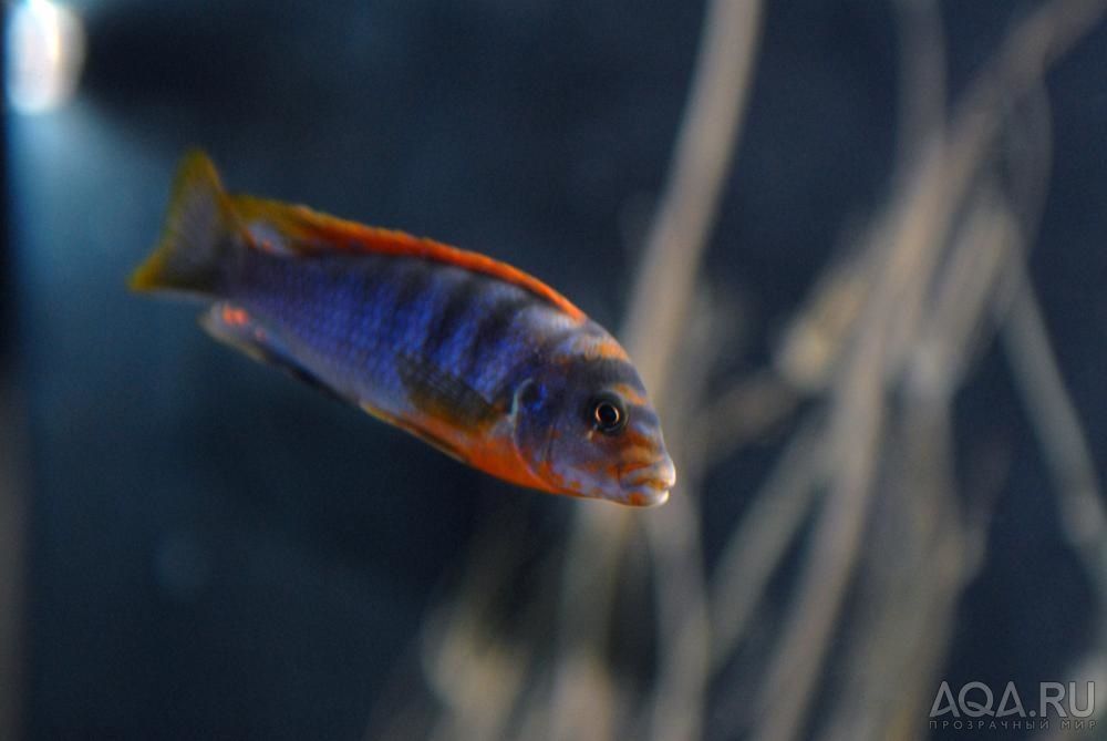 labidochromis kimpuma