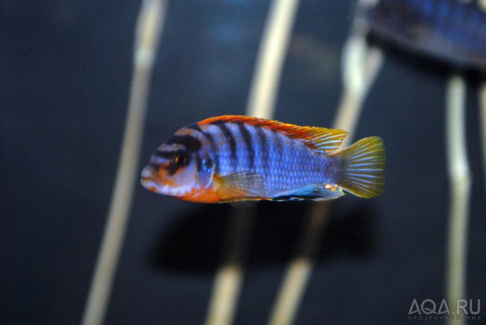 labidochromis kimpuma