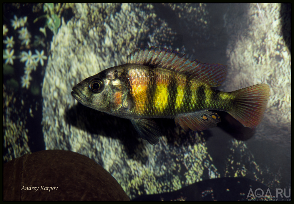 Haplohromis sp.44 maie