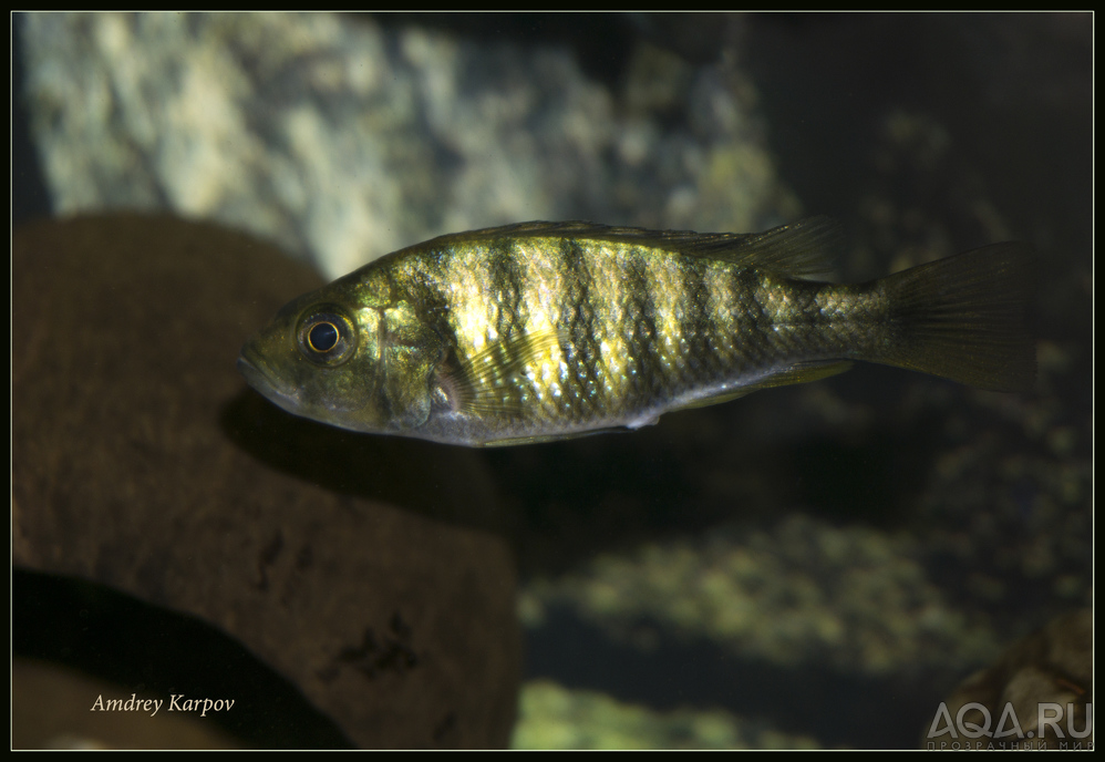 Haplohromis sp.44 female