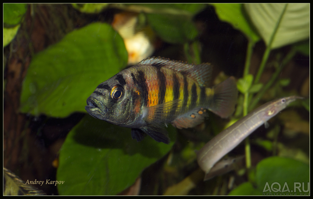 Haplohromis sp.44 