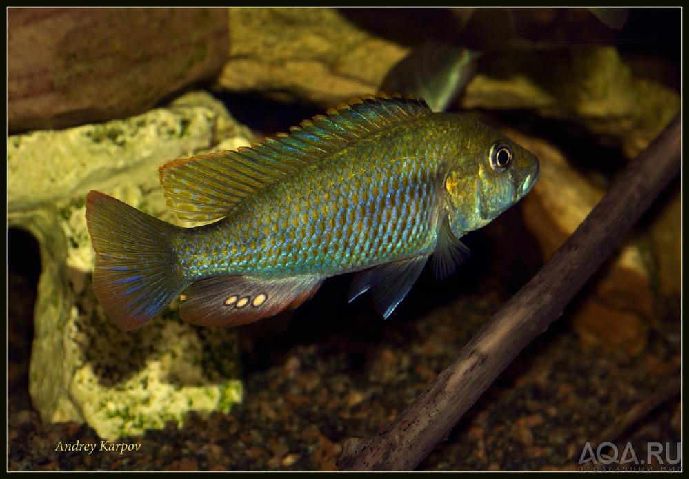 Astatotilapia Calliptera 